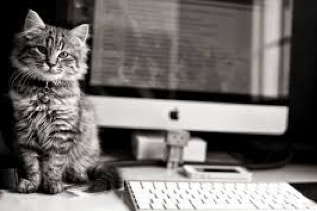CAT-tools или cat-программы – надёжные помощники переводчика